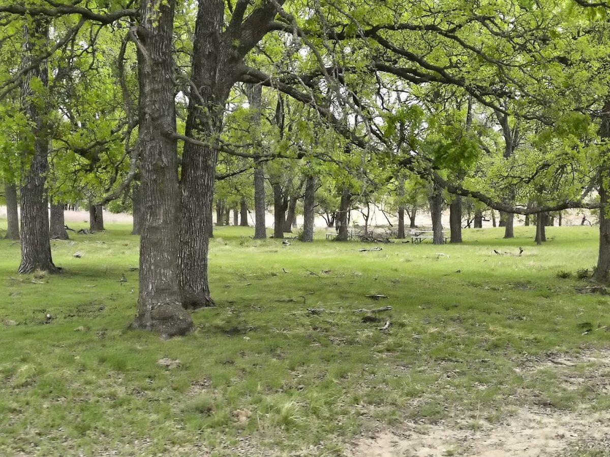 Old-growth oak grove campground