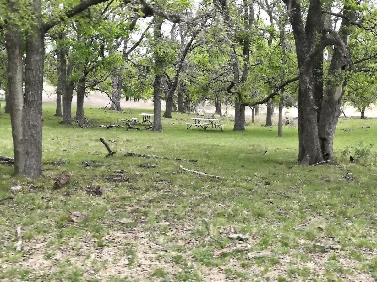 Shaded oak grove on the ranch